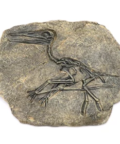 Life Easy Supply Antique Resin Dinosaur Fossil Wall Hanging Decoration Other Products