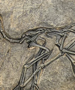 Life Easy Supply Antique Resin Dinosaur Fossil Wall Hanging Decoration Other Products