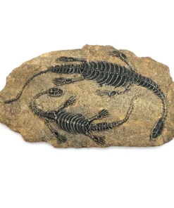 Life Easy Supply Antique Resin Dinosaur Fossil Wall Hanging Decoration Other Products