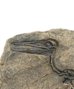 Life Easy Supply Antique Resin Dinosaur Fossil Wall Hanging Decoration Other Products