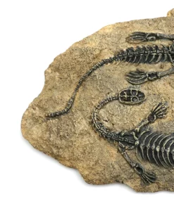 Life Easy Supply Antique Resin Dinosaur Fossil Wall Hanging Decoration Other Products