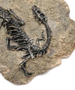 Life Easy Supply Antique Resin Dinosaur Fossil Wall Hanging Decoration Other Products