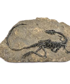 Life Easy Supply Antique Resin Dinosaur Fossil Wall Hanging Decoration Other Products