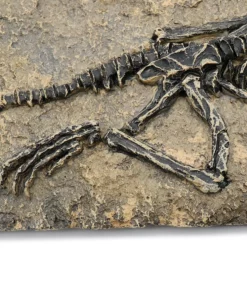 Life Easy Supply Antique Resin Dinosaur Fossil Wall Hanging Decoration Other Products