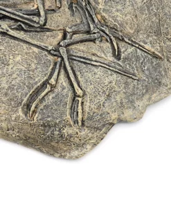 Life Easy Supply Antique Resin Dinosaur Fossil Wall Hanging Decoration Other Products