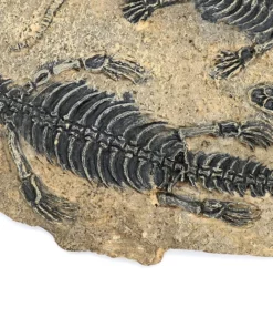 Life Easy Supply Antique Resin Dinosaur Fossil Wall Hanging Decoration Other Products