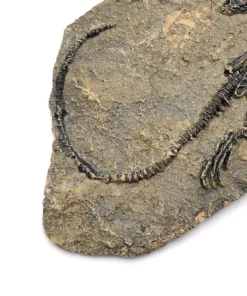 Life Easy Supply Antique Resin Dinosaur Fossil Wall Hanging Decoration Other Products